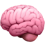brain
