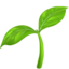 seedling