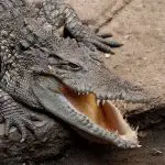 Crocodile ðŸ�Š