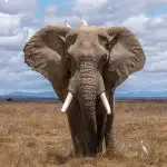 Elephant ðŸ�˜