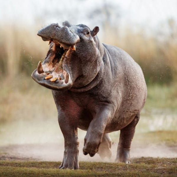 Hippopotame ðŸ¦›