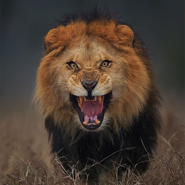 Lion ðŸ¦�