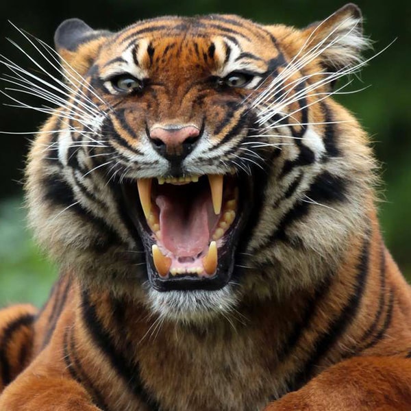 Tigre ðŸ�…