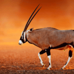 Oryx ðŸ¦„