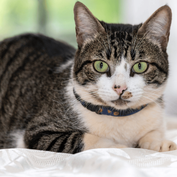 american wirehair